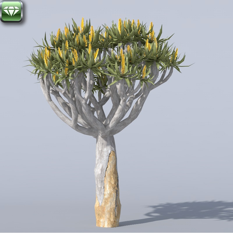 Aloe Dichotoma